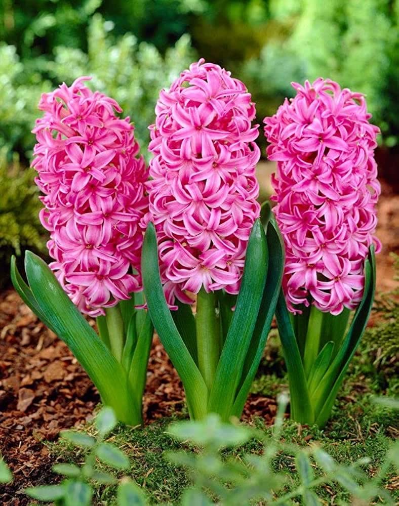 Heirloom Non-GMO Hyacinth Flower Seeds for Planting – Fragrant Spring Blooms
