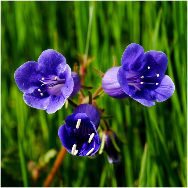Heirloom Non-GMO Bluebell Flower Seeds for Planting ƒ?? Unique Bell-Shaped Blooms for Woodland Gardens