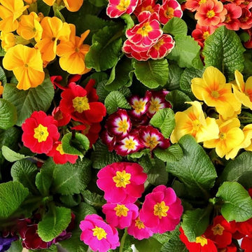 Heirloom (Heirloom scientific name) for planting in garden