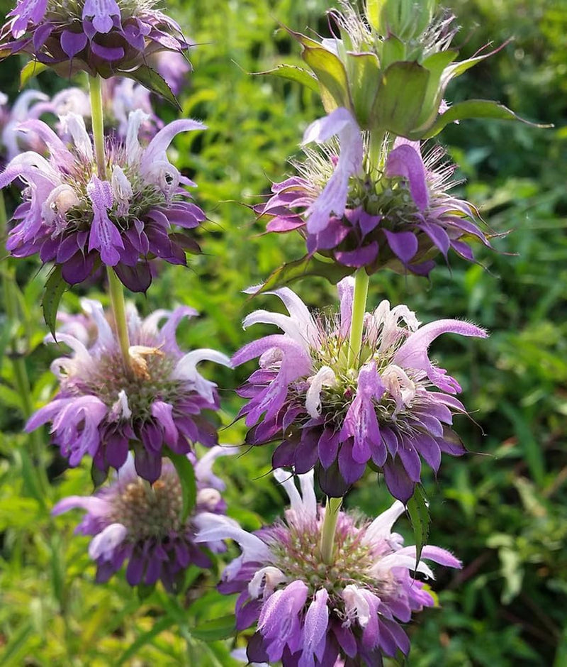 Heirloom Non-GMO Monarda Flower Seeds for Planting – Bee Balm Blooms for Pollinator Gardens