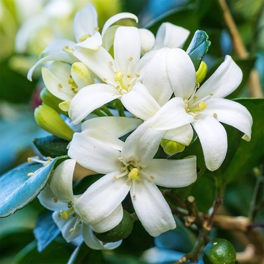 Heirloom Murraya Paniculata Flower Seeds, Non-GMO Fragrant Jasmine Blooms for Garden Planting
