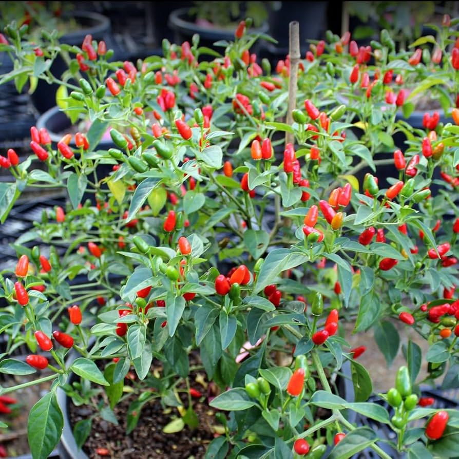 Piquin Vegetable Seeds for Planting heirloom & Non-GMO Seeds