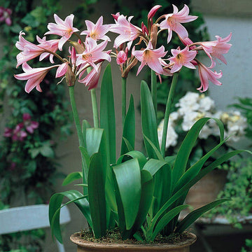 Mixed Crinum Flower Seeds for Planting 100 pcs seeds for planting in home garden