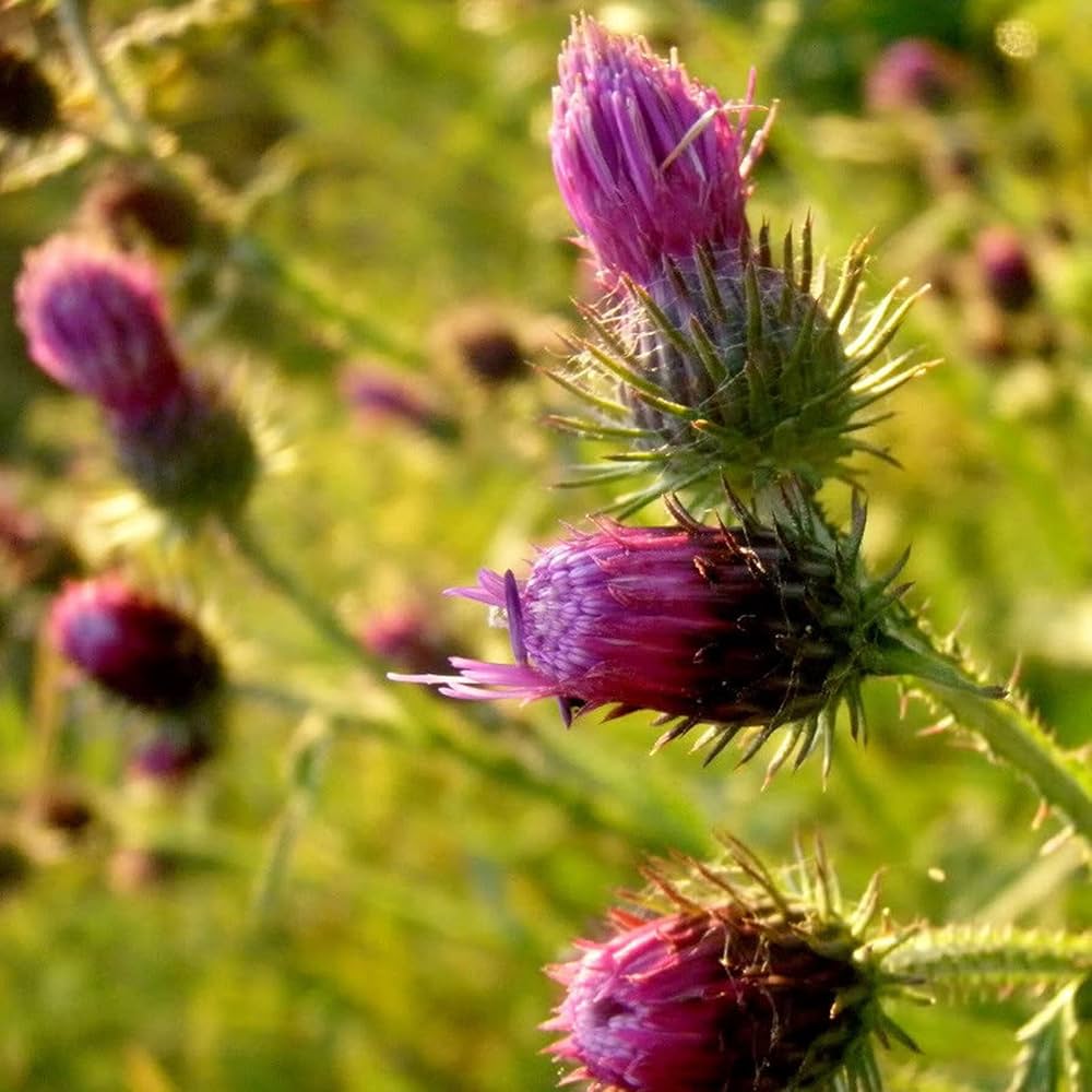 Pink Arctium Lappa Plant Seeds for Planting, NON GMO Seeds for planting in home garden