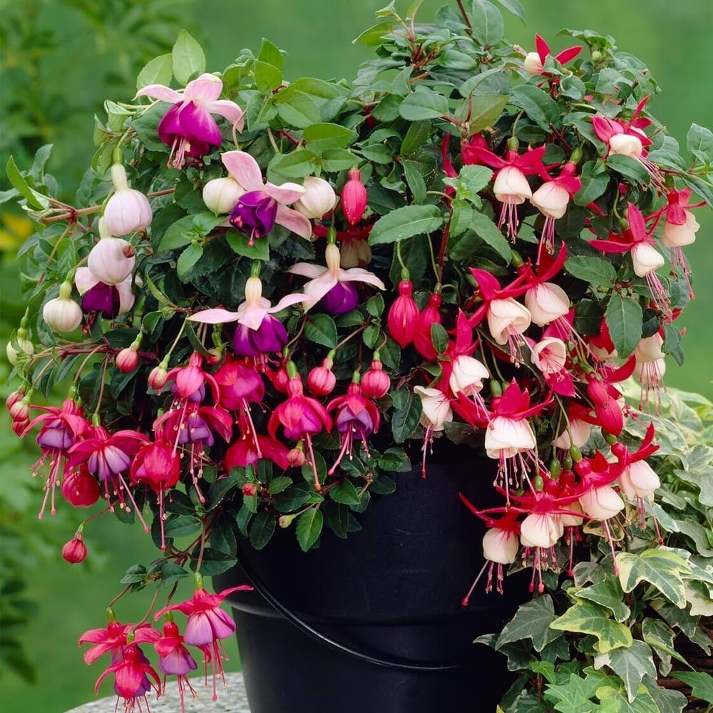 Heirloom Fuchsia flower seeds – non‑GMO trailing plant seeds