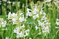 Tuberose plants in bulk for outdoor garden planting