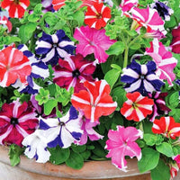 Mexican Petunia Mixed Flower Seeds for Planting - Heirloom, NON-GMO, Easy to Grow Garden Blooms for planting in home garden