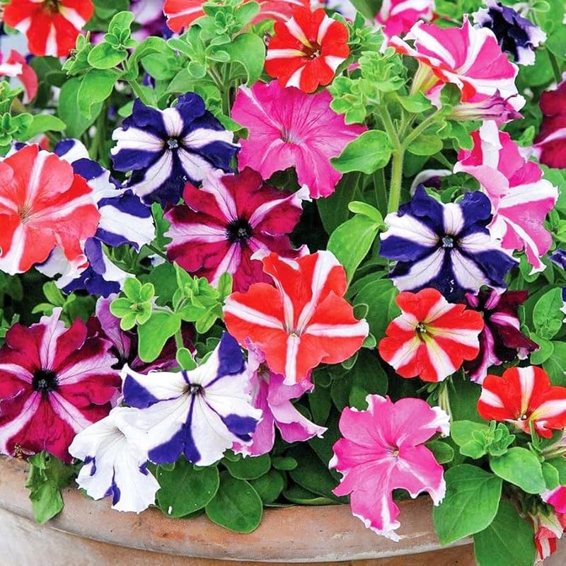 Mexican Petunia Mixed Flower Seeds for Planting - Heirloom, NON-GMO, Easy to Grow Garden Blooms for planting in home garden