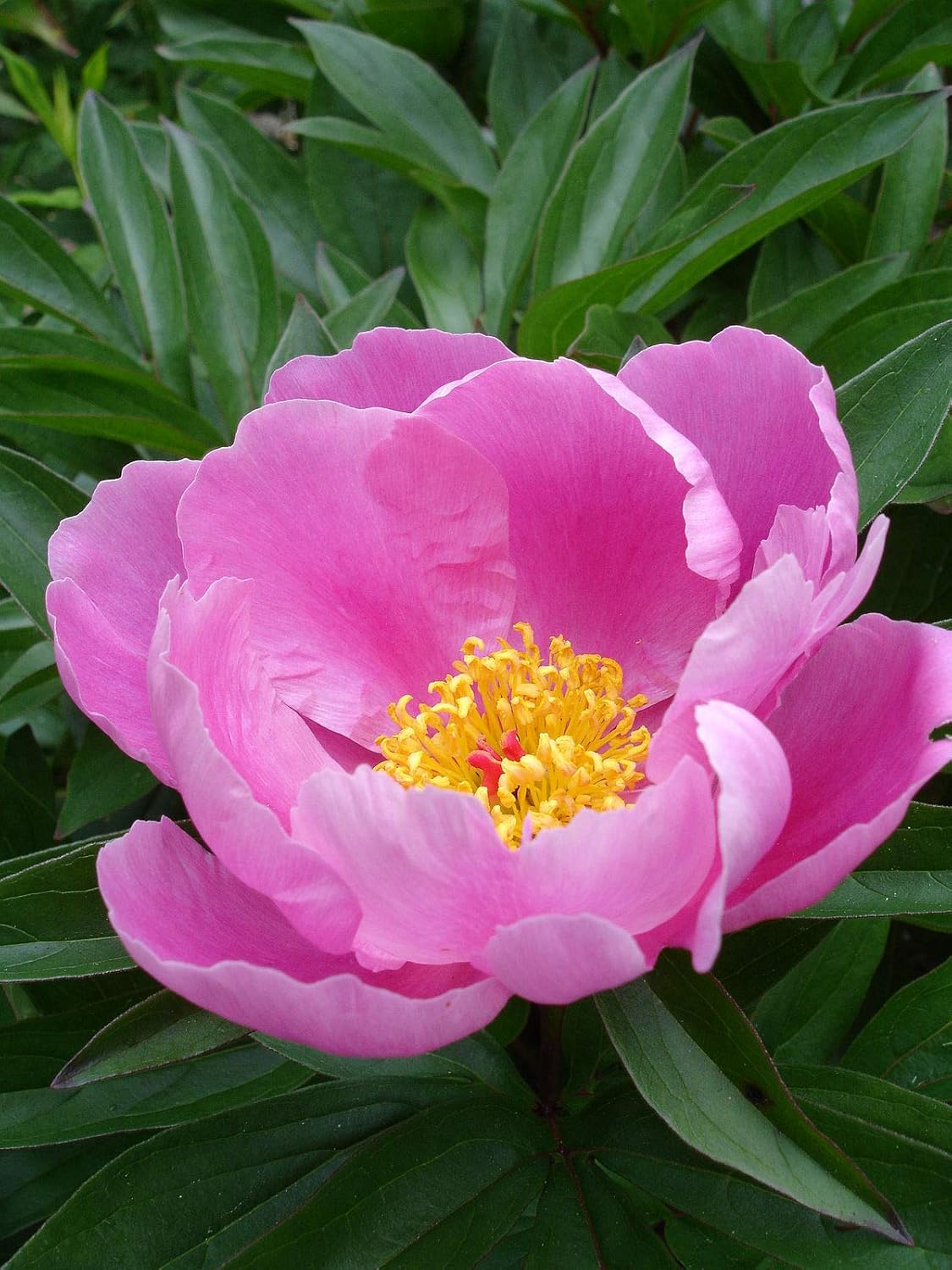 Lactiflora Flower Seeds for Planting - 100 pcs for planting in your garden.