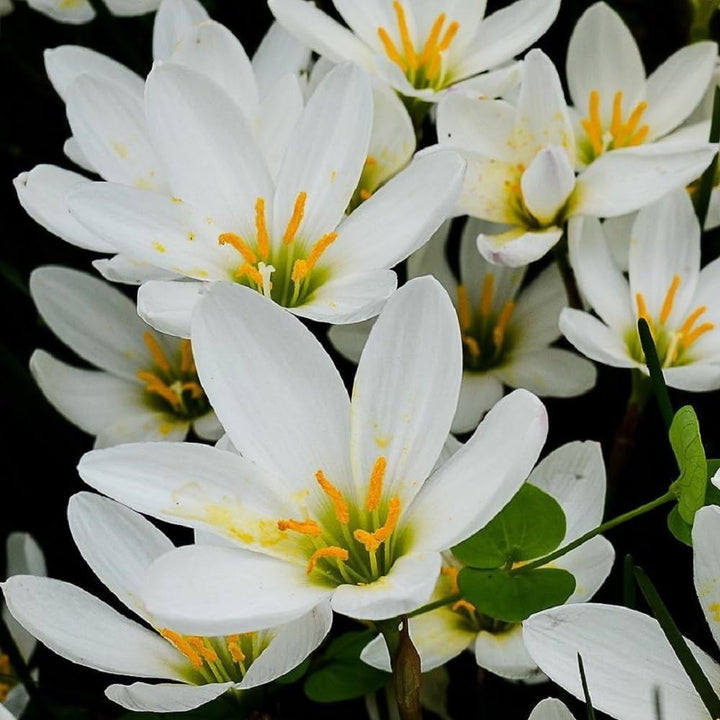 Heirloom Non-GMO Zephyranthes Carinata Flower Seeds for Planting – Rain Lily Colorful Garden Blooms