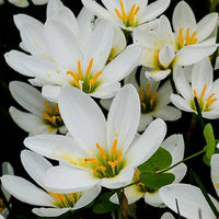 Heirloom Non-GMO Zephyranthes Carinata Flower Seeds for Planting – Rain Lily Colorful Garden Blooms