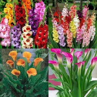 Flower Bulb Garden Collection for Garden Beds, Borders, Containers & Outdoor Landscapes
