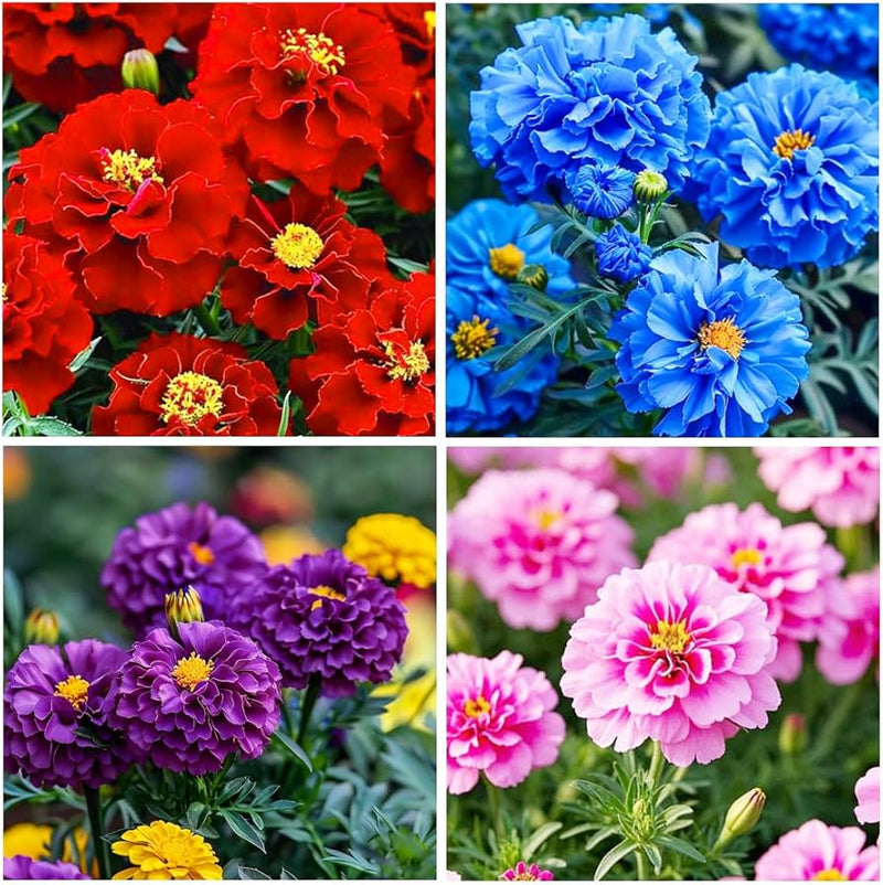 Heirloom Non-GMO Perennial Flower Seeds for Planting – Colorful Long-Lasting Garden Blooms