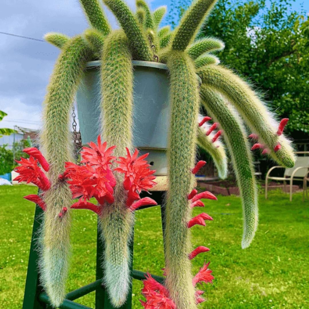 Monkey's Tail Cactus Seeds for Planting – Hildewintera Cleistocactus Colademononis Bonsai Cactus Seeds