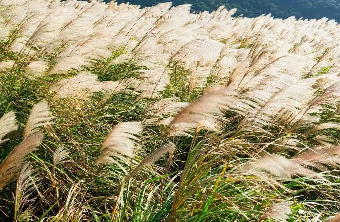 Silver Pampas Grass Seed