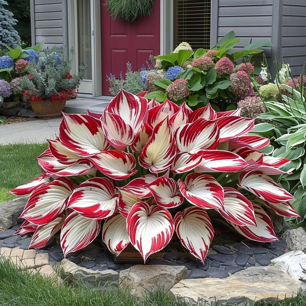 Hosta plants and bulbs for outdoor garden planting
