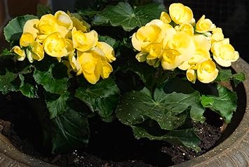 Geranium (Geranium scientific name) for planting in garden