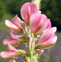 Heirloom Non-GMO Onobrychis Viciifolia Flower Seeds for Planting – Pollinator-Friendly Blooms