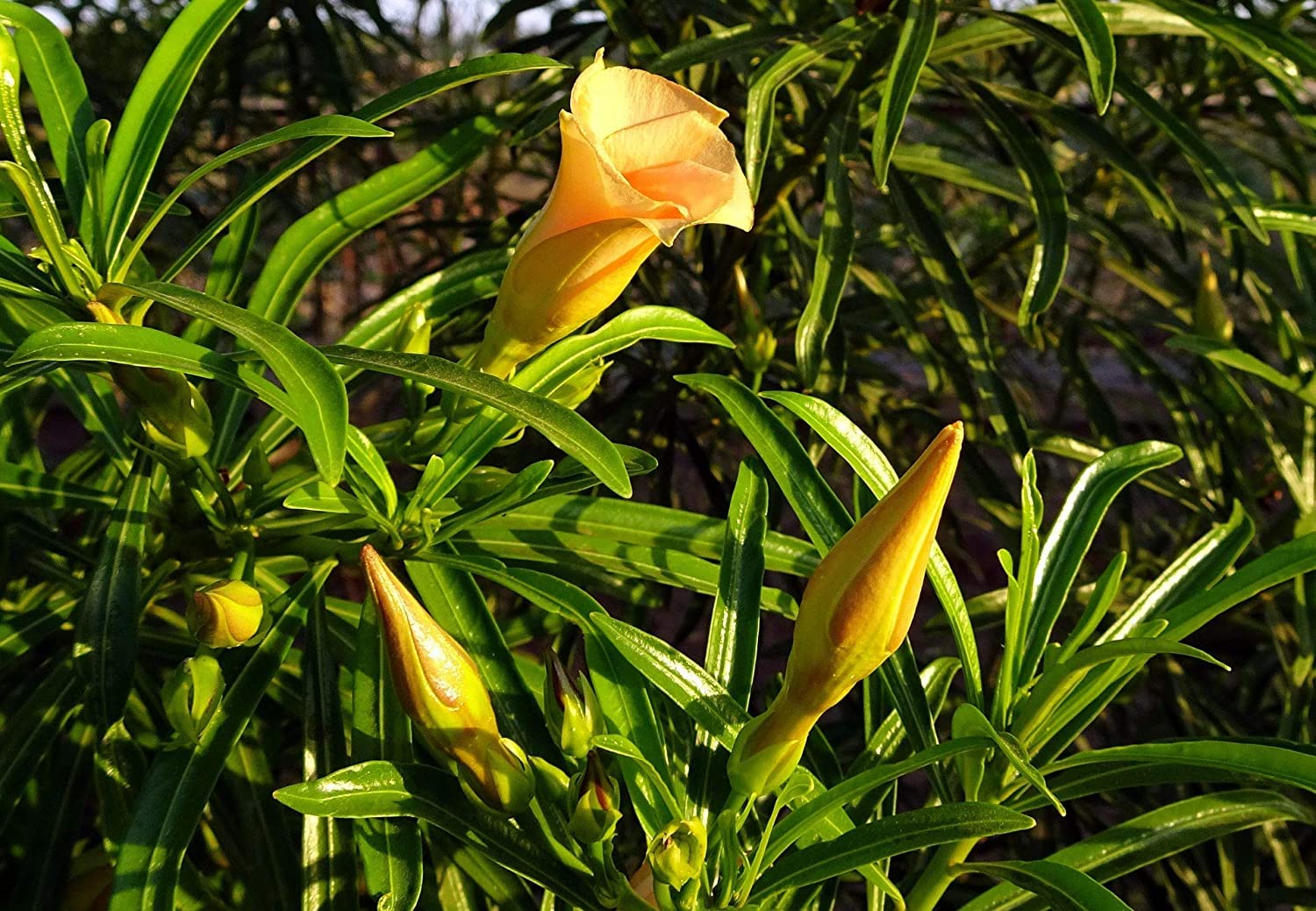 Yellow Alpine Bottlebrush Flower Seeds for Planting - 100 pcs for planting in your garden.