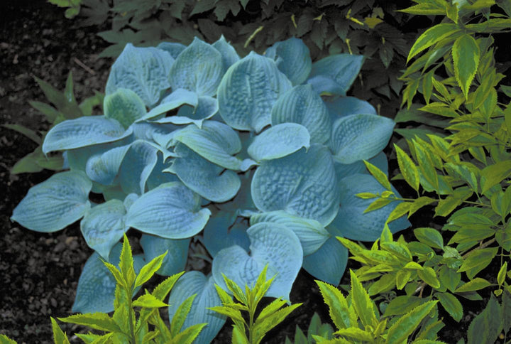 Hosta Flower Seeds for Garden Planting - NON GMO Seeds
