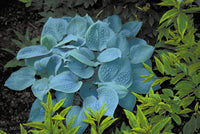 Hosta Flower Seeds for Garden Planting - NON GMO Seeds