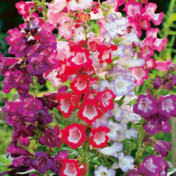 Heirloom Penstemon Flower Seeds for Garden Planting, Non-GMO, Hummingbird-Friendly Blooms - Penstemon for planting in home garden