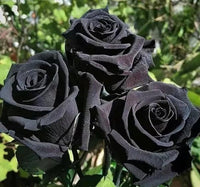 Rose Bush Flower Seeds for Planting – Heirloom, Non-GMO Seeds for Garden Landscaping