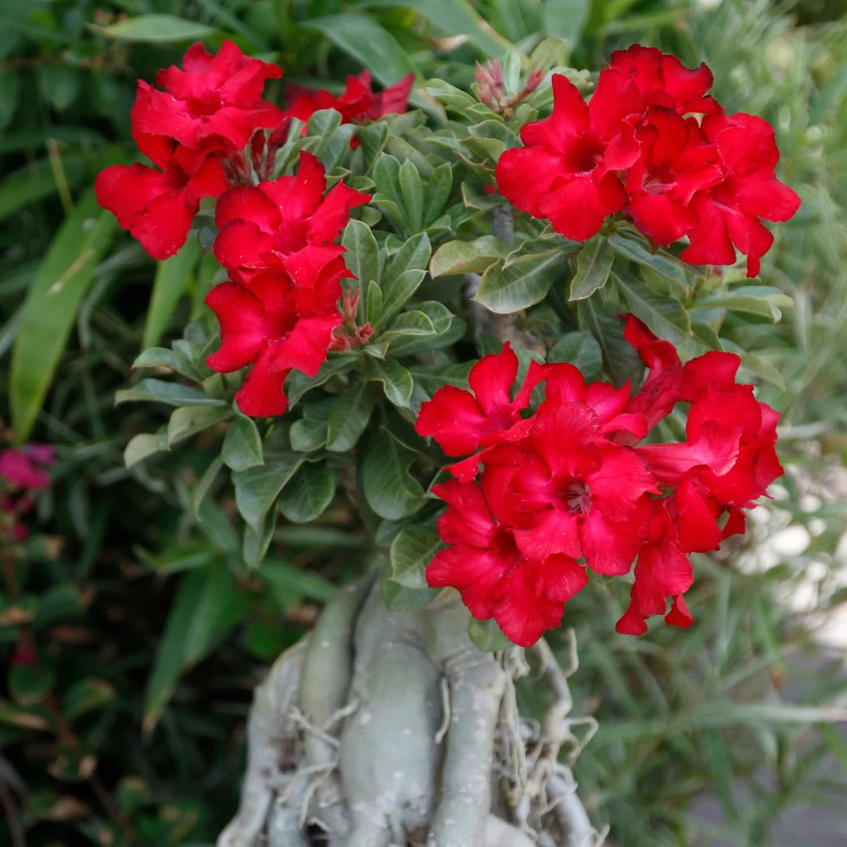 Heirloom Non-GMO Adenium Obesum Flower Seeds for Planting – Desert Rose Variety