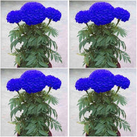 Marigold Flower Seeds 100 pc for Planting 100 pcs