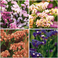 Heirloom Non-GMO Limonium Flower Seeds for Planting – Long-Lasting Cut Flower Seeds
