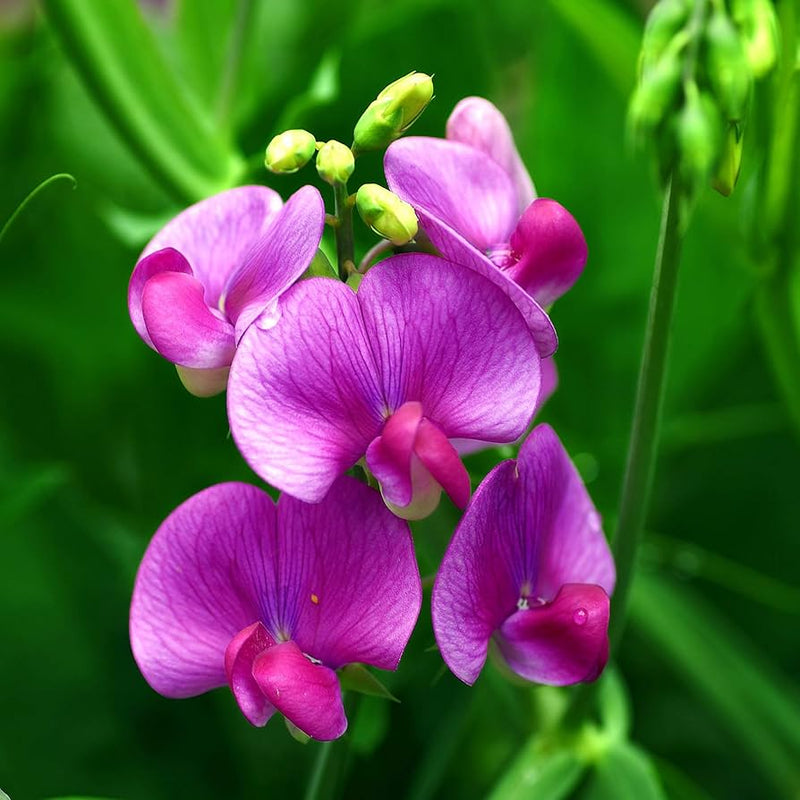 Pea Pearl Flower Seeds – Heirloom Non-GMO Seeds for Fragrant and Compact Garden Planting
