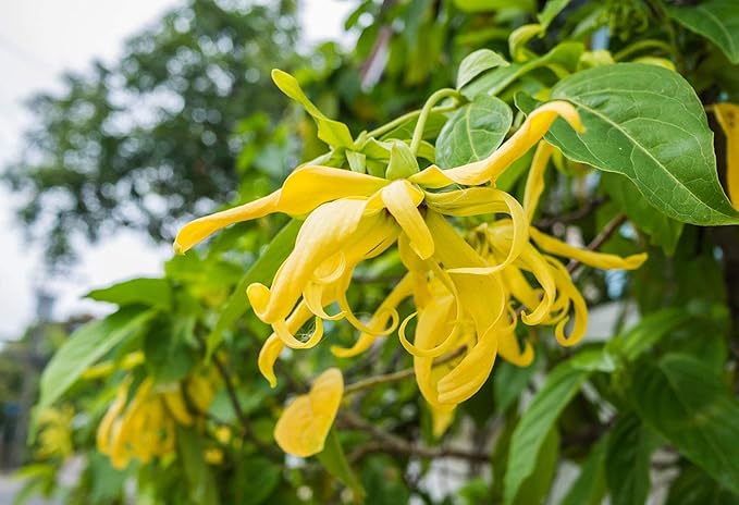 Organic Yellow Cananga Flower Seeds for Planting – Heirloom, Non-GMO