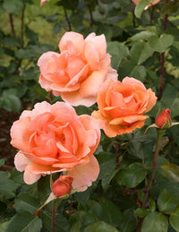 Climbing Rose Flower Seeds for Planting – 100 pcs, Heirloom, Non-GMO Garden Seeds - Rose for planting in home garden