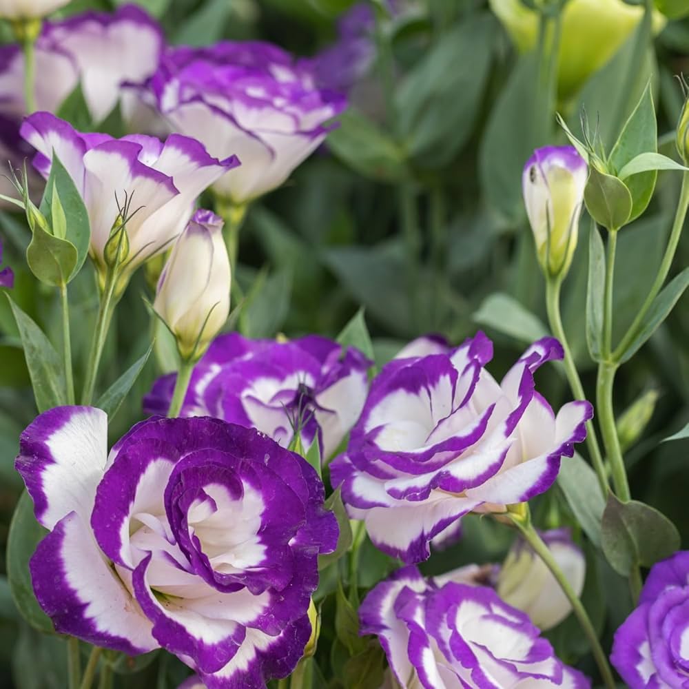 White & Blue Eustoma (Lisianthus) Flower Seeds for Planting - Heirloom, NON-GMO, Easy to Grow