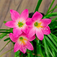 Mixed Rain Lily Flower Seeds for Planting - NON GMO Seeds