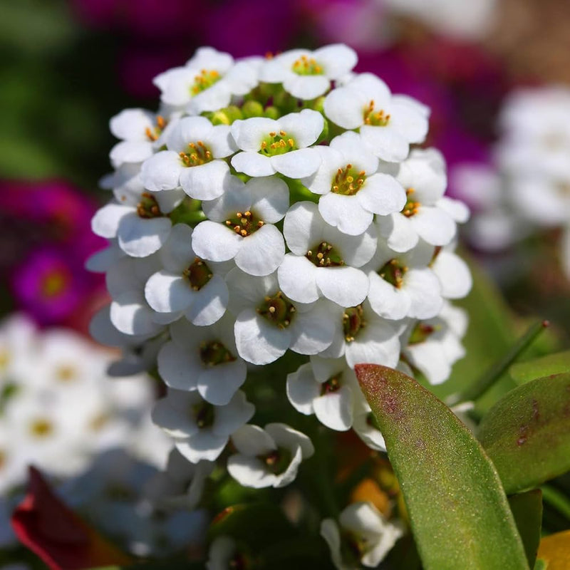 Heirloom Lobularia Flower Seeds, Non-GMO, Fragrant Blooms for Garden Edging
