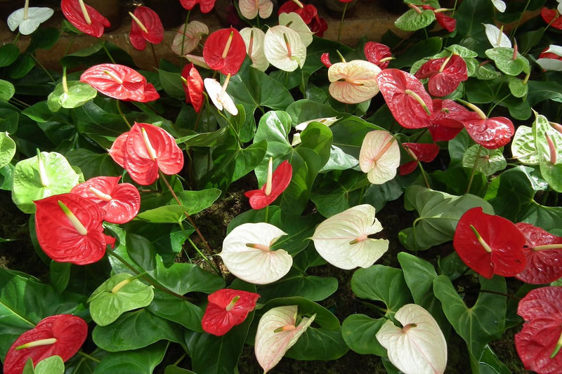 Heirloom Non-GMO Anthurium Flower Seeds | Fresh Tropical Blooms for Indoor & Outdoor Gardens seeds for planting in home garden