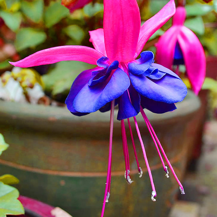 Purple Fuchsia Flower Seeds – Heirloom Non-GMO Flower Seeds for Planting