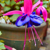 Purple Fuchsia Flower Seeds – Heirloom Non-GMO Flower Seeds for Planting
