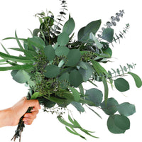 Mixed Eucalyptus Plant Seeds for Planting-Heirloom & Non-GMO Seeds for planting seeds for planting in home garden