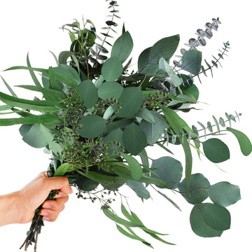 Mixed Eucalyptus Plant Seeds for Planting-Heirloom & Non-GMO Seeds for planting seeds for planting in home garden