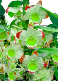 Dendrobium Green Red Orchid Seeds for Planting – Organic, Heirloom, Non-GMO seeds for planting in home garden