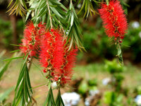 Heirloom Non-GMO Bottle Brush Flower Seeds for Planting – Vibrant GreenWill Garden Blooms - Non-GMO for planting in home garden