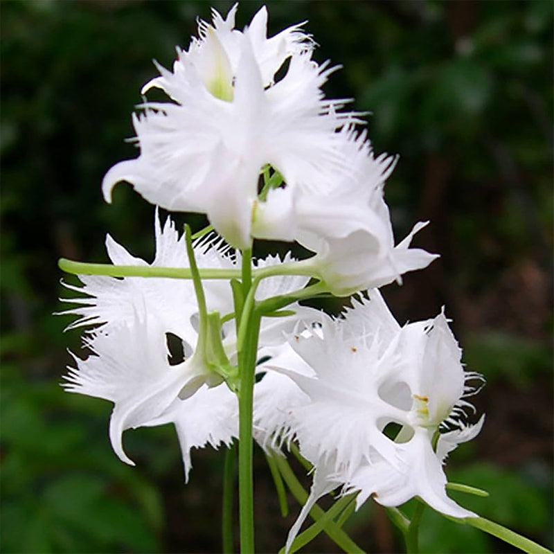 Heirloom Egret Orchid Flower Seeds for Garden Planting, Non-GMO, Exotic White Blooms for Containers
