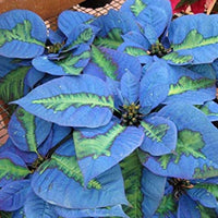 Heirloom Non-GMO Sky Blue Poinsettia Flower Seeds for Planting – Rare Colorful Blooming Flower Seeds