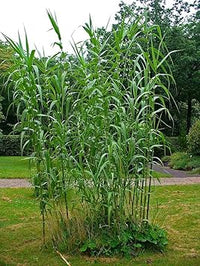 Cane Reed Plant Seeds for Cultivation and Planting - Heirloom and GMO Free Seeds for your Home Garden