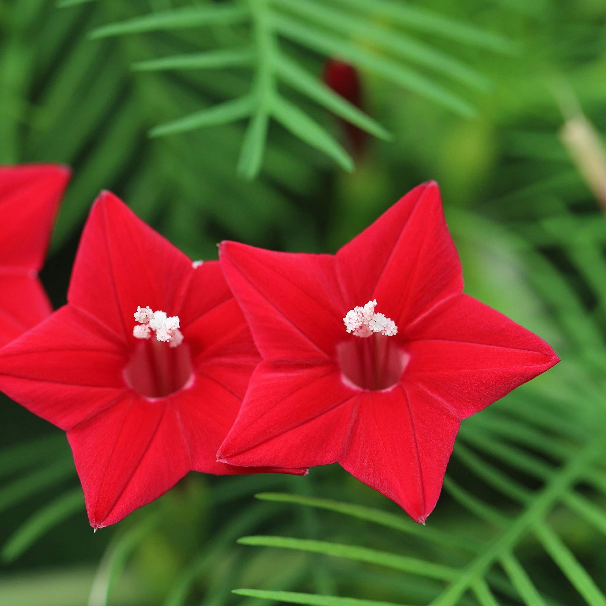 Red Cypress Seeds for Planting – Organic, Heirloom, Non-GMO Flower Seeds