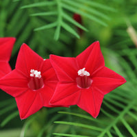 Red Cypress Seeds for Planting – Organic, Heirloom, Non-GMO Flower Seeds