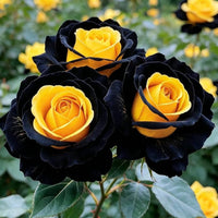 Mixed color fragrant rose flowers growing in an outdoor garden
