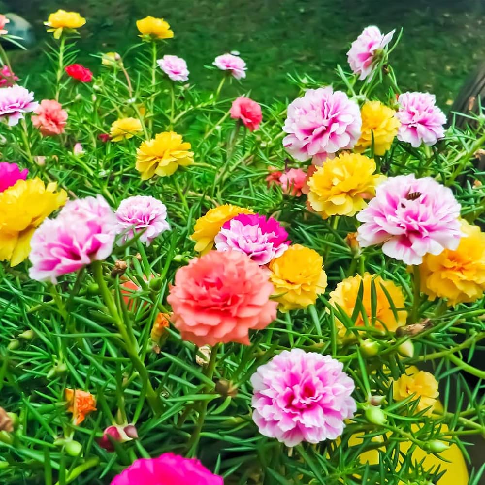 Mixed Portulaca Flower Seeds for Planting, 100 pcs